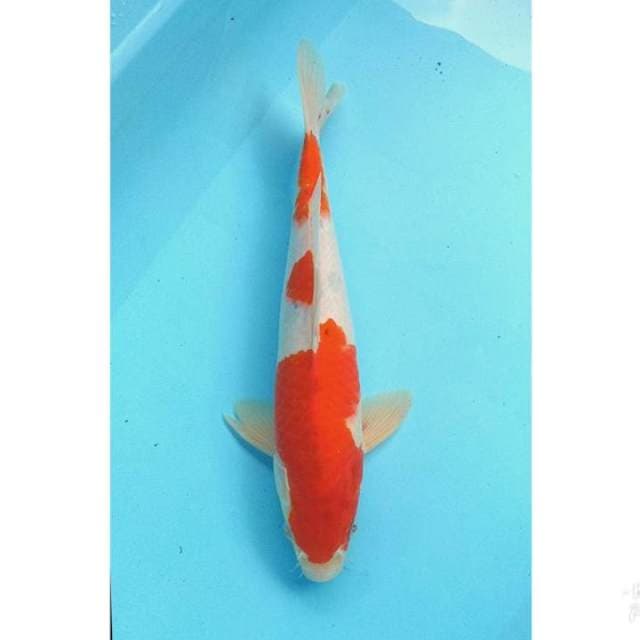 SANKE TATEGOI 37CM