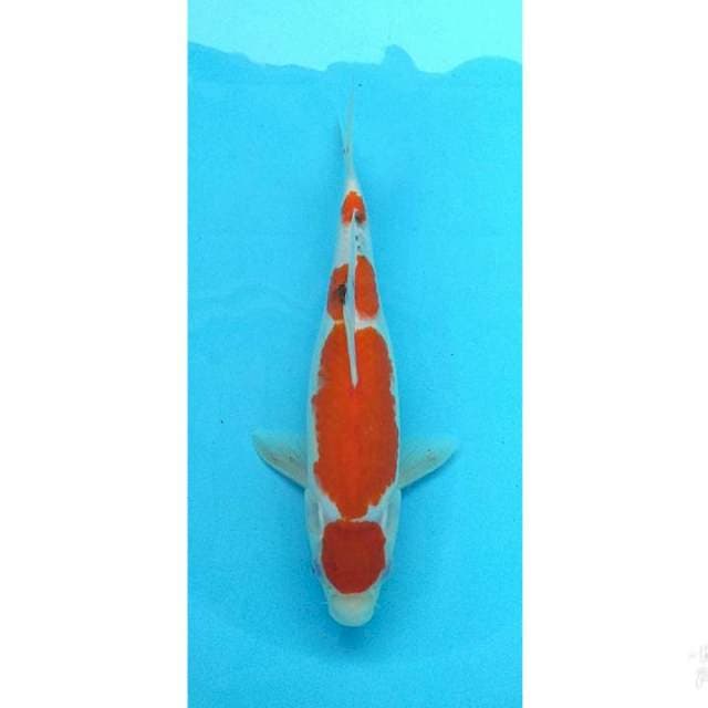 MARUTEN 33CM