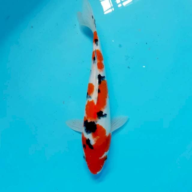 Sanke 26 cm 