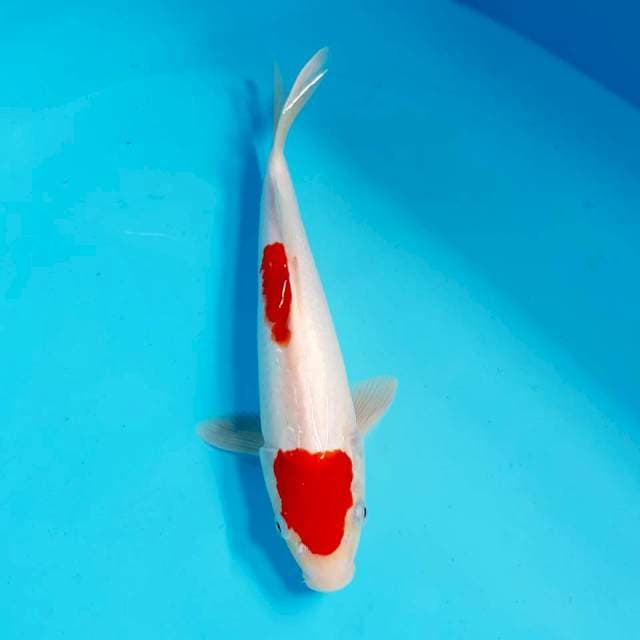 Kohaku 27cm