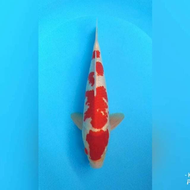 KOHAKU MERAH 34CM