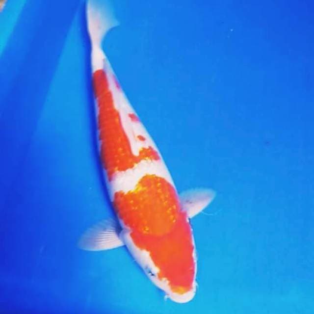 KOHAKU MALE