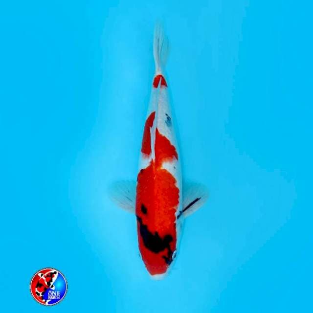 TATEGOI SHOWA PROSPEK 42 CM MALE