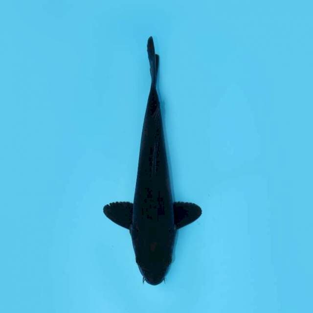 KARASHU 26 CM MALE