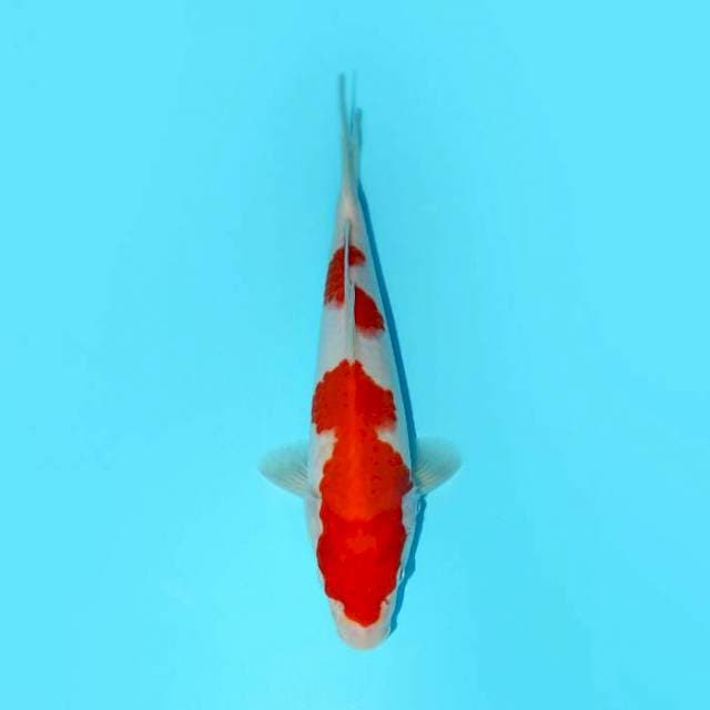 KOHAKU 25 CM FEMALE 