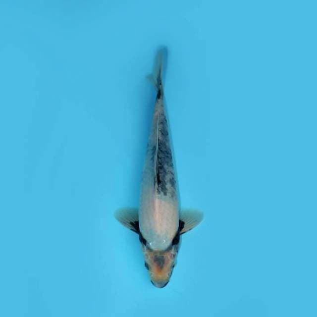 SHIRO TATEGOI 29 CM MALE