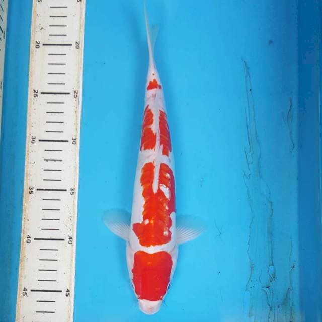 KOHAKU DOITSU 30CM ARAGOKE