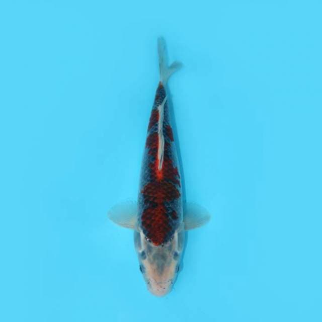 GOSHIKI 30 CM FEMALE