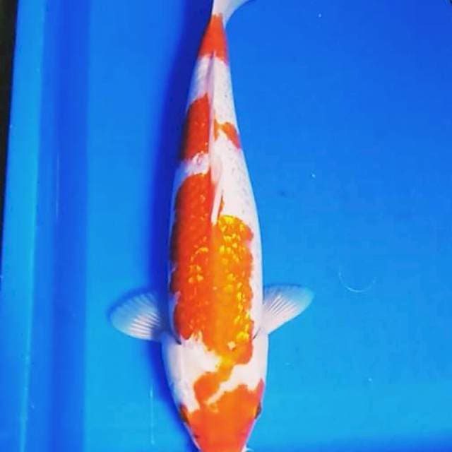 KOHAKU GIN