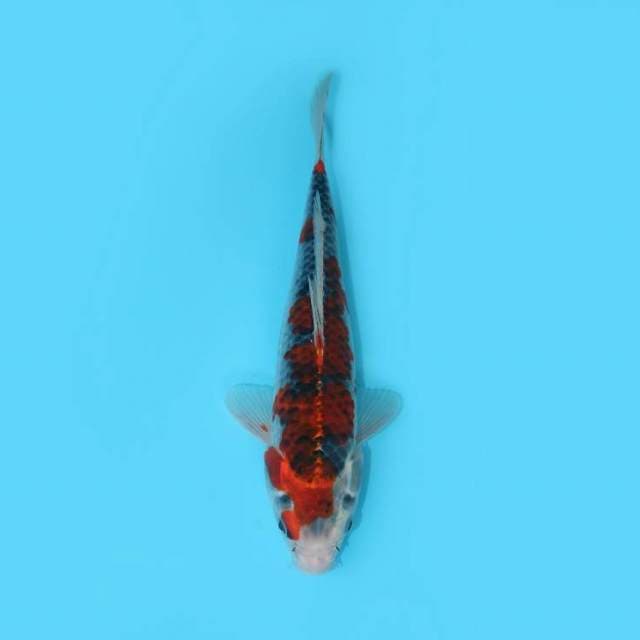 GOSHIKI 27 CM FEMALE 