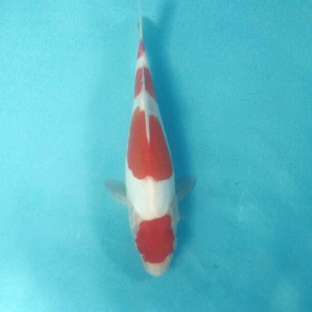 Kohaku Doitsu, 25 cm