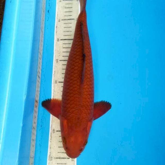 Cagoi super male35cm