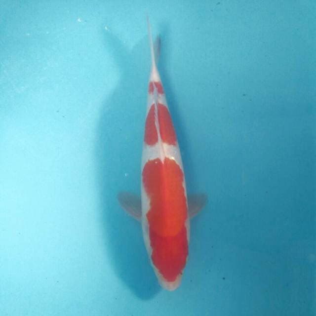 Kohaku, 31 cm