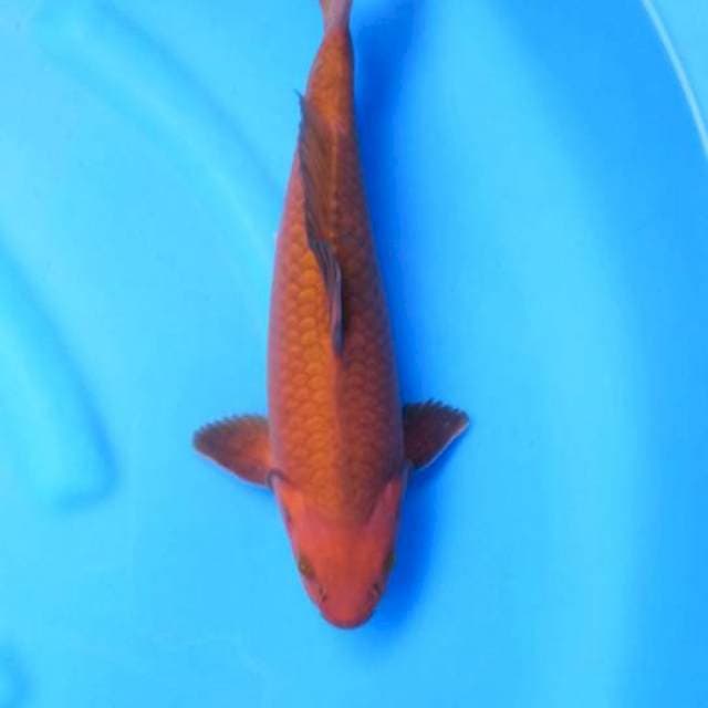 Cagoi ring rapi 35cm male