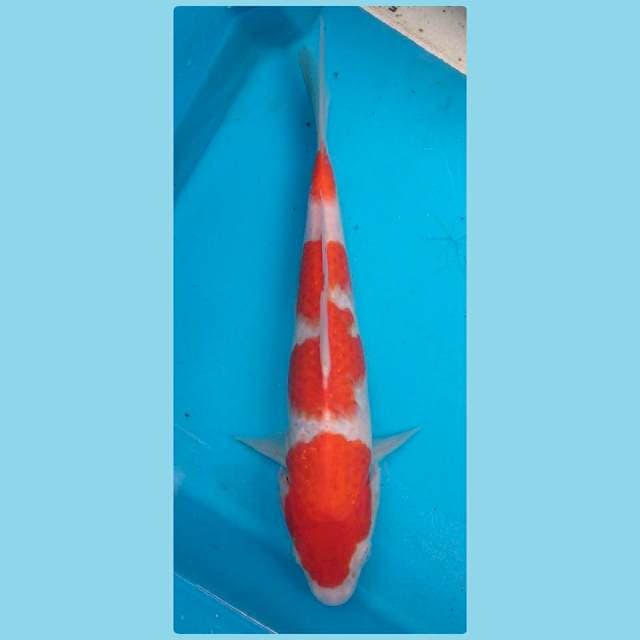 Sandan Kohaku 22cm
