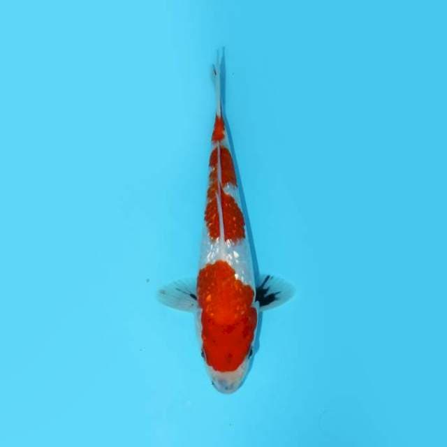 SHOWA GINRIN TATEGOI 23 CM MALE 
