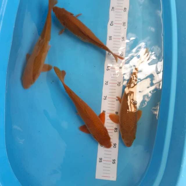 Mix chagoi 27-31cm