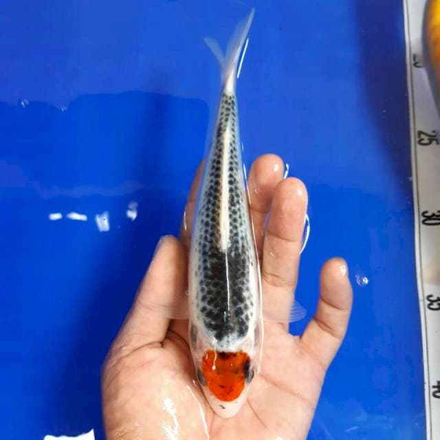 Tancho gosiki 21 cm
