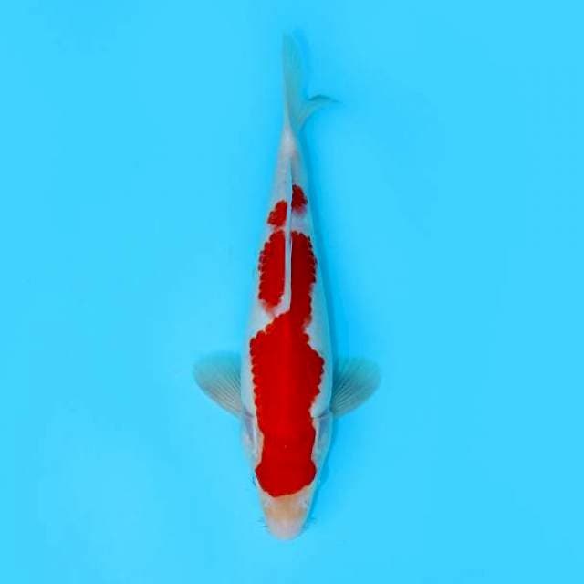 KOHAKU 25 CM MALE