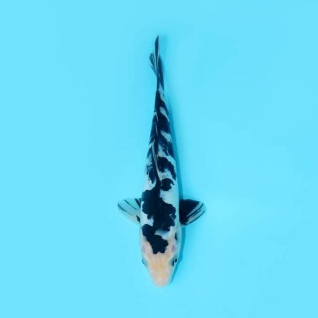 SHIRO DOITSU 23 CM FEMALE