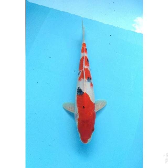 SANKE MERAH 34CM