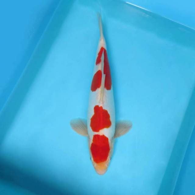 AKIRA 2 - KOHAKU DOITSU
