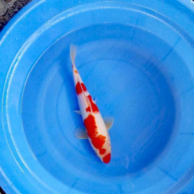 Kohaku 30cm