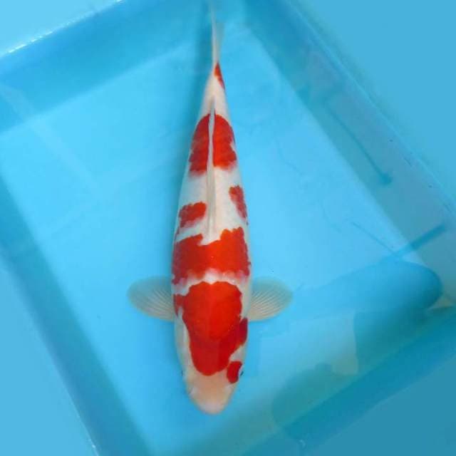 AKIRA 3 - KOHAKU BERPUNUK
