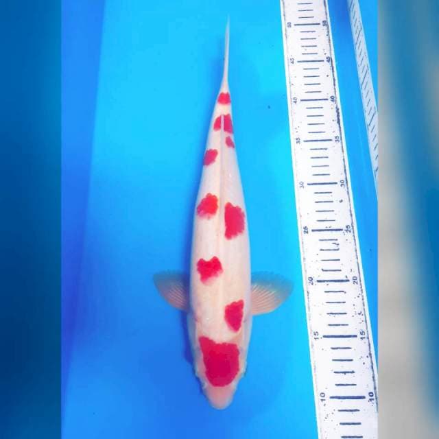 KOHAKU SAKURA MALE 38 CM