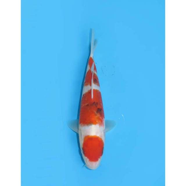 Maruten Sanke F1 - 18cm