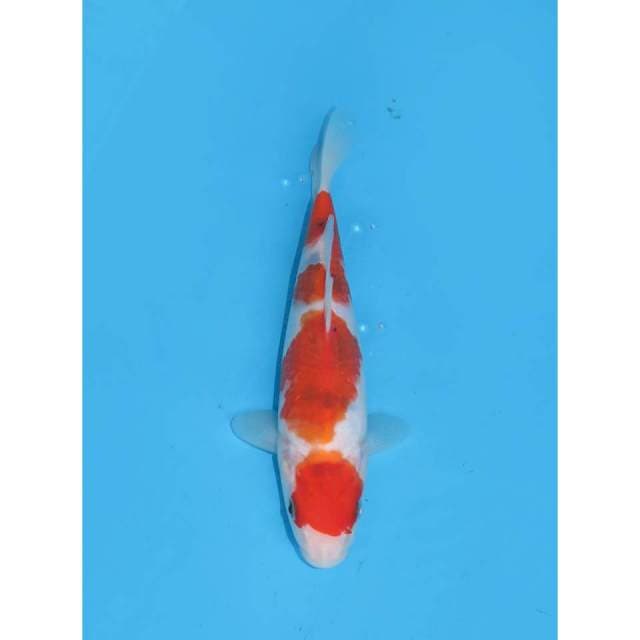 Sandan Sanke F1 - 22cm