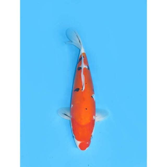 Sanke Doitsu Murni Unique - 34cm