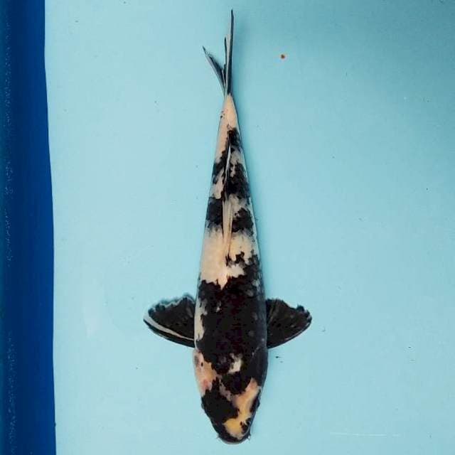 ND NYIRO 25CM