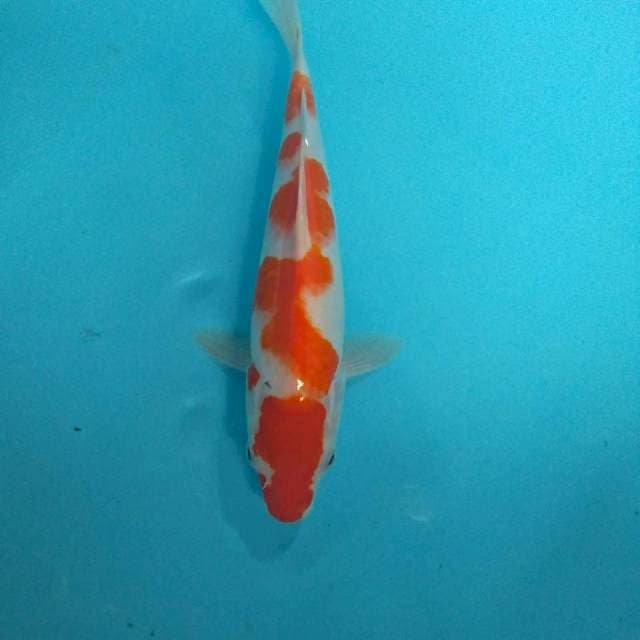 kohaku 27 cm