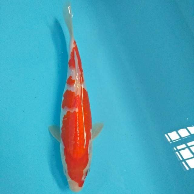 kohaku 25cm