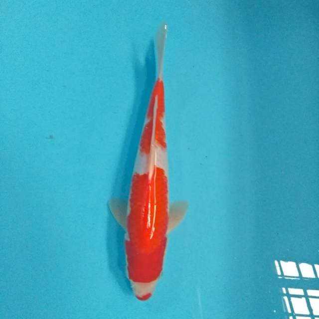 kohaku 27 cm