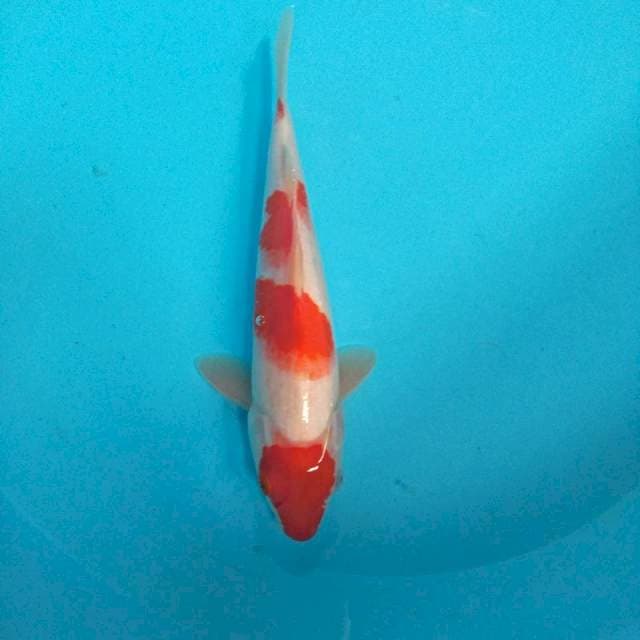 kohaku