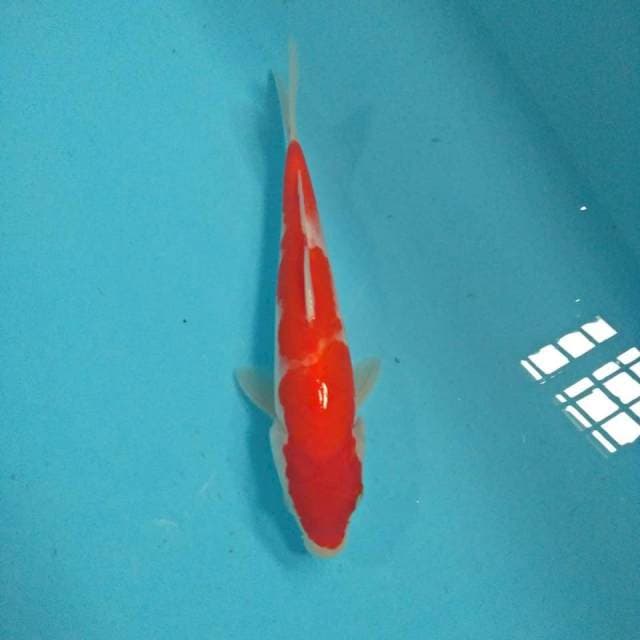kohaku 25cm