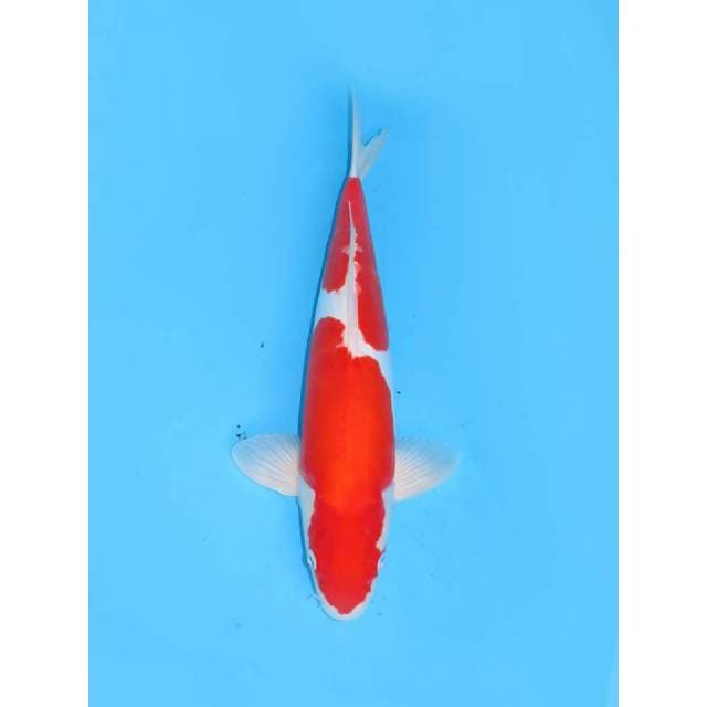Super Red Doitsu Murni - 39cm Male