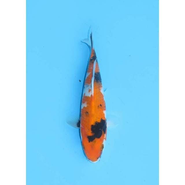 Bahan Showa Tategoi - 23cm
