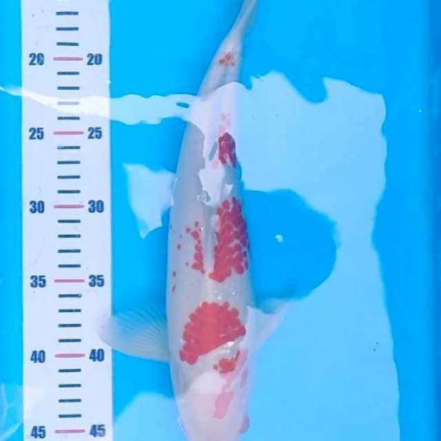 Konoko 37 male