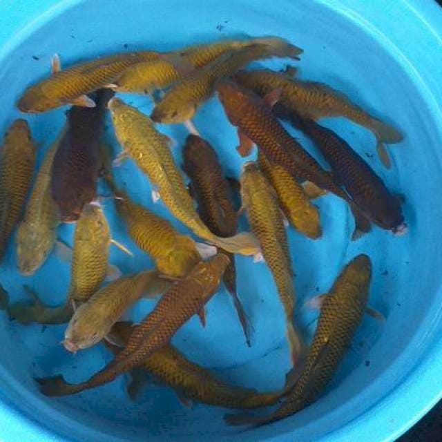 Mix caghoi 20 ekor body munuk