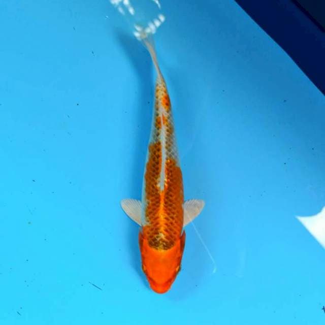 ND HARI AKE 17CM