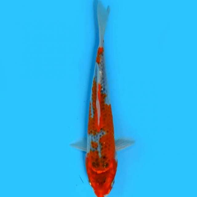 ND JUKA 20CM