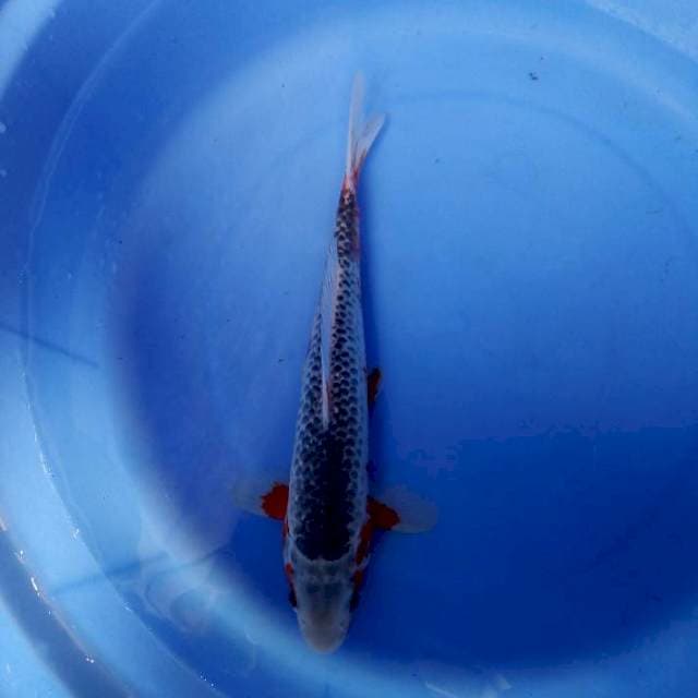 Asagi 28cm