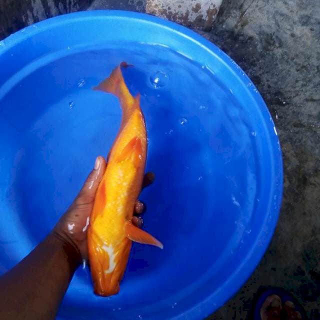 Benigoi 39cm
