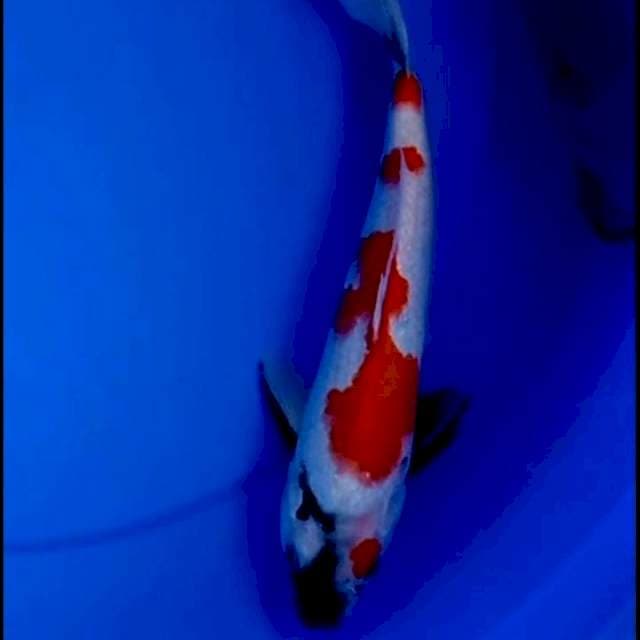 30cm SHOWA