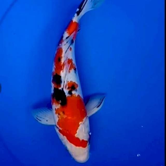 33cm SANKE