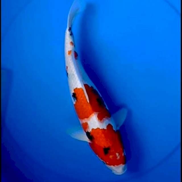 35cm SANKE