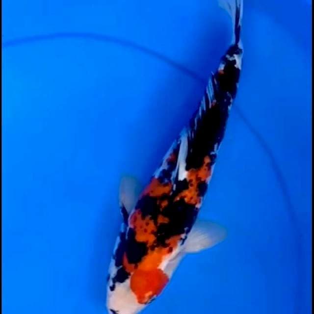 34cm SHOWA sumiroto